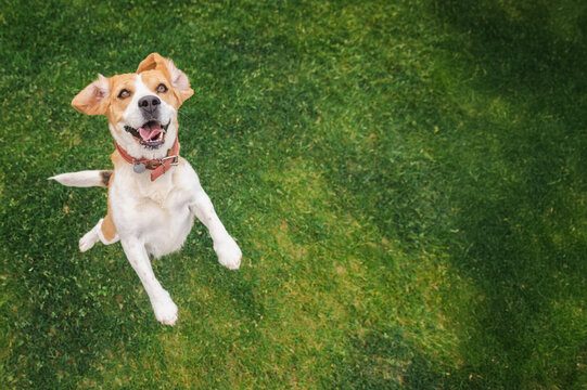 Joyful beagle jumping on green grass with ears flapping and mouth open, looking excited and playful during outdoor activity