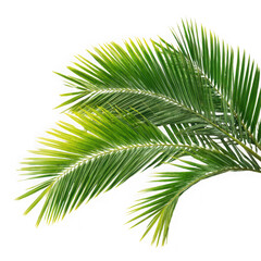 Obraz premium Palm tree leaves. isolated Green tropical leaf of palm coconut tree on white background.