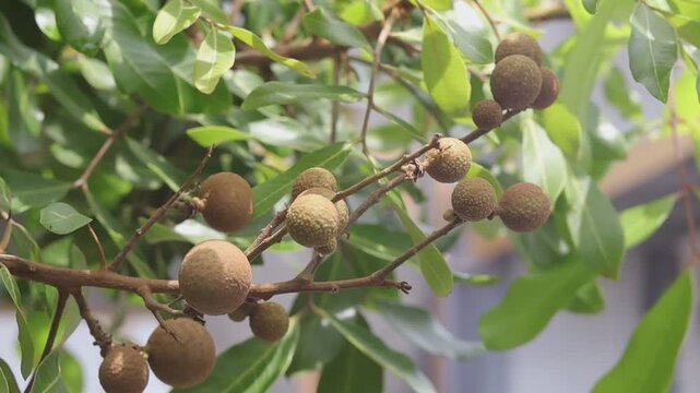 Round brown longan fruit appears in large numbers