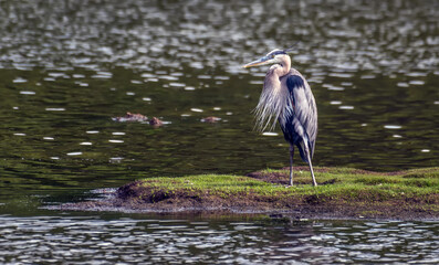 Great Blue Heron Standing on a Small Island in the Chesapeake Bay