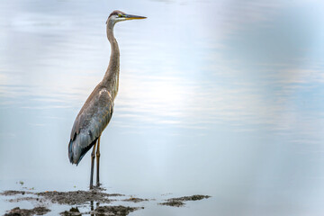 Closeup of a Majestic Great Blue Heron Standing in water