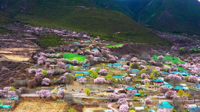 Explore the stunning Tibetan village of Peach Blossom Gully in Bomi Linzhi surrounded by blooming flowers and lush landscapes