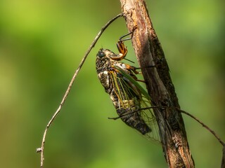 夏に現れるセミの成虫。木に留まって鳴いている様子のクローズアップ