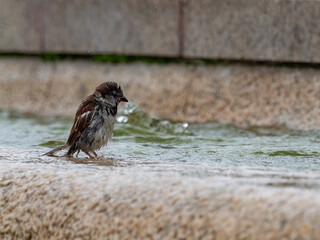 House Sparrow, male bathes in the water of a bird watering hole. He sprays water.