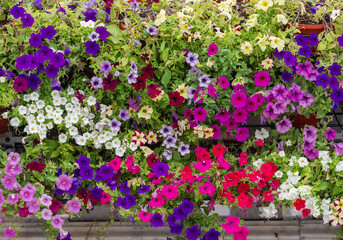 Lilac flowers close up. Bouquet of purple flowers. City flower beds, a beautiful and well-groomed garden with flowering bushes.