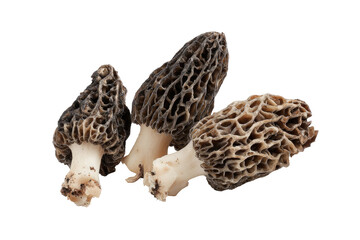 Three Morel mushrooms, close-up, dark grey-brown caps, light cream-colored stems,  textured caps, isolated on black background