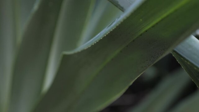 Closeup Of Green Fragrant Screw-pine Leaves With Fine Textures And Serrated Edges. macro shot