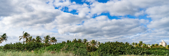 Palm tree. Summer vacation in Miami beach. Palm tree of California. Tropical beach panorama....