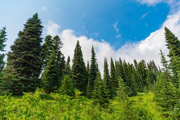 Hill landscape with forest. Nature mountain forest. Green forest wood landscape in mountain. Nature of mixed forest. Landscape of scenery nature. Scenic landscape woodland. Pine scented air