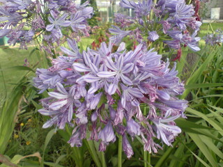Purple Agapanthus Bloom