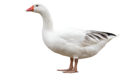 White goose isolated on transparent background with detailed feathers and orange beak
