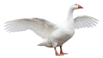 White goose isolated on transparent background with wings spread open standing