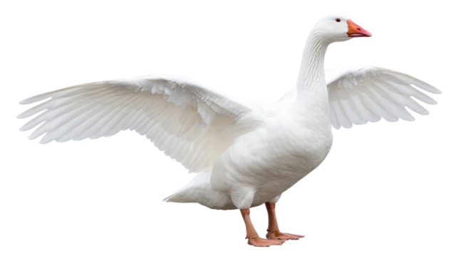 White goose isolated on transparent background with wings spread open standing