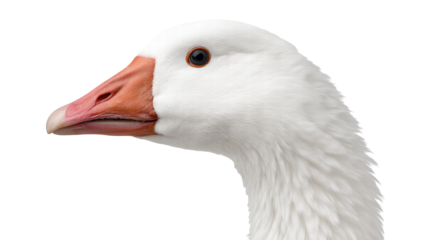 Goose isolated on transparent background with detailed white feathers and orange beak
