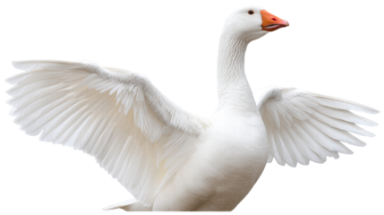 White goose isolated on transparent background with wings spread wide in flight