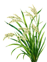 Fototapeta premium Rice plant isolated on transparent background, vintage illustration. 