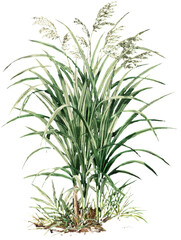 Obraz premium Lemongrass plant isolated on transparent background, vintage illustration.
