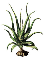 Fototapeta premium Aloe vera leaf isolated on transparent background, vintage illustration.