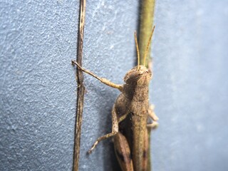 Close-up brown grasshopper on wall with climbing plant. Macro shot of insect in natural habitat. Detailed view of locust texture and anatomy, ideal for wildlife or entomology themes.