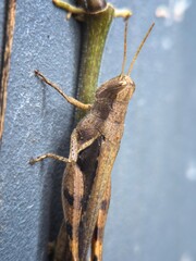 Close-up brown grasshopper on wall with climbing plant. Macro shot of insect in natural habitat. Detailed view of locust texture and anatomy, ideal for wildlife or entomology themes.
