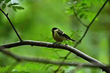A titmouse sits on a tree branch in the forest.