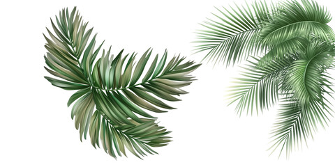 Set of a palm leaf ,isolated on transparent background.