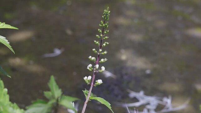 White Cat's whiskers or Java tea (Orthosiphon aristatus) flowers moving in the wind, macro, blurred background