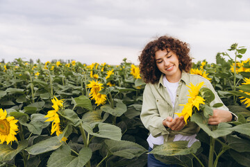 Agronomist harvesting sunflowers in a sunflower field