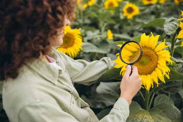 Agronomist inspecting sunflowers with magnifying glass in a field