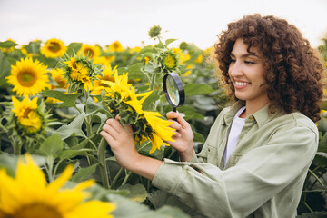 Agronomist inspecting sunflowers with magnifying glass in cultivated field