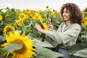 Agronomist Using Magnifying Glass Inspects Sunflowers in Field