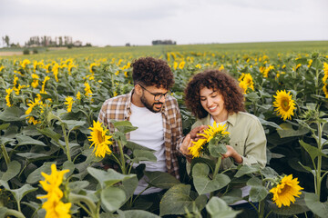Agronomists working in sunflower field examining plants