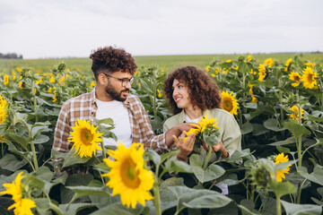 Agronomists working in sunflower field examining plants and talking