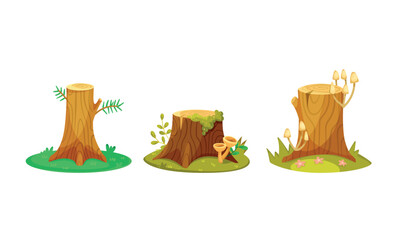 Tree Stumps in Various Stages of Natures Continuous and Beautiful Reclamation Process