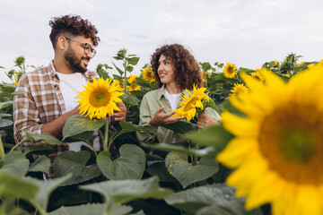 Agronomists examining sunflowers in a field