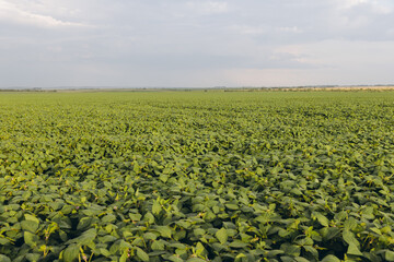 Vast soybean field extending to the horizon under a cloudy sky