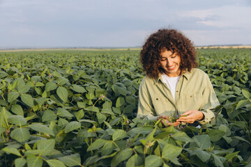 Agronomist examining soybean plants in cultivated field