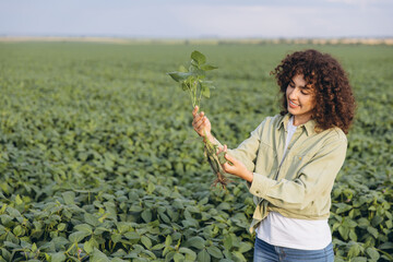 Agronomist holding soybean plant in cultivated field