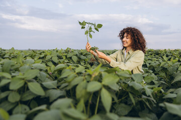 Female agronomist examining soybean plant in cultivated field