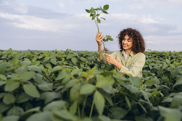 Female agronomist examining soybean plant in cultivated field