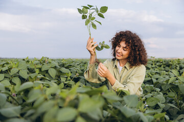 Agronomist holding soybean plant and inspecting roots in cultivated field