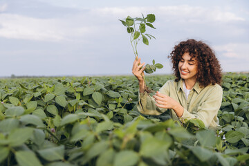 Agronomist holding soybean plant in field