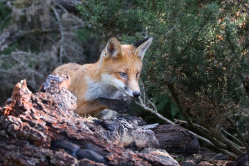 A young red fox cub is looking for food amongst the vegetation. Looking alert against a natural background which has space for text