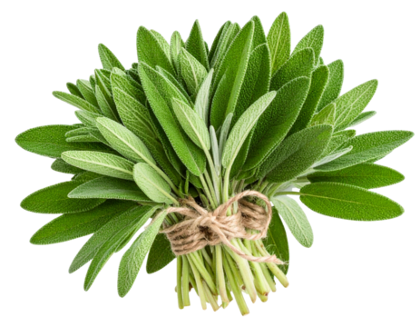 Fresh Sage Herb Bundle with Stems and Textured Leaves, isolated on transparent background PNG