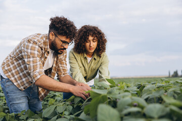 Interracial team of agronomists examining soybean plants in cultivated field