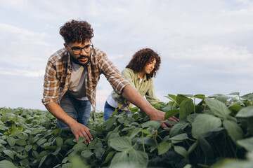 Interracial team of agronomists examining soybean plants in cultivated field
