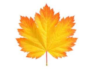 Vibrant yellow and orange autumn maple leaf isolated on black, Isolated On White Background, Png Transparent
