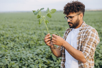 Agronomist examining soybean plant in cultivated field