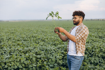 Agronomist Holding Soybean Plant in Cultivated Field