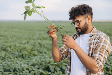 Agronomist inspecting soybean plant in cultivated field